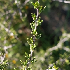 Adenostoma fasciculatum