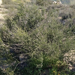 Adenostoma fasciculatum