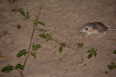 Dipodomys compactus