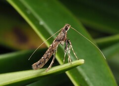 Caloptilia linearis