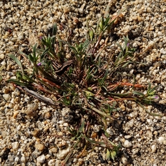 Calandrinia menziesii