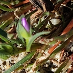 Calandrinia menziesii