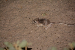 Dipodomys compactus