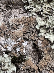 Physconia enteroxantha