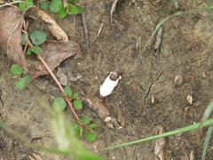 Ponometia erastrioides