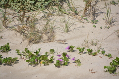 Xerospermophilus spilosoma