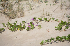 Xerospermophilus spilosoma