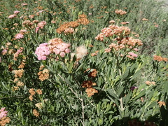 Tessaria absinthioides