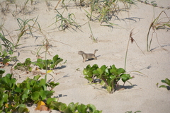 Xerospermophilus spilosoma