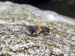 Andrena