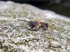 Andrena
