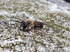 Andrena