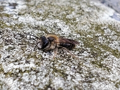 Andrena