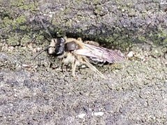 Andrena