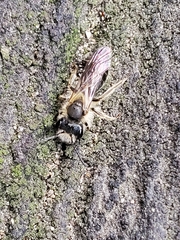 Andrena