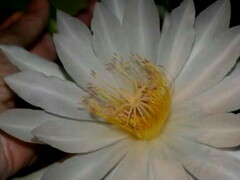 Epiphyllum
