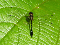 Macrothemis inequiunguis
