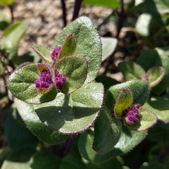 Mirabilis laevis