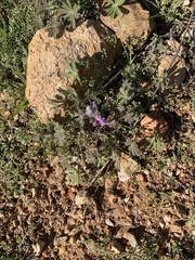 Lupinus concinnus