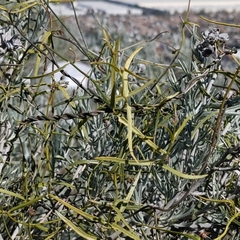 Funastrum heterophyllum