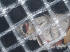 Crypsiphona ocultaria