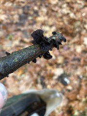 Resupinatus alboniger