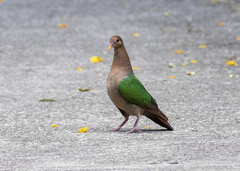 Chalcophaps longirostris rogersi
