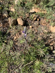 Lupinus concinnus