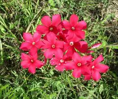 Phlox drummondii