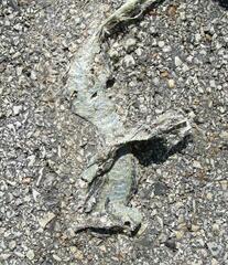 Thamnophis proximus orarius