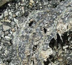 Thamnophis proximus orarius