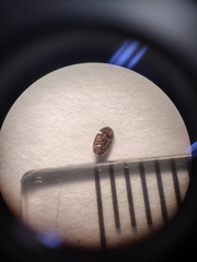 Acylomus pugetanus