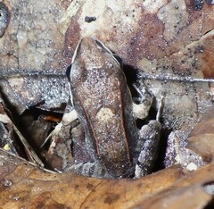 Leptodactylus mystaceus