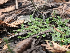 Selaginella eclipes