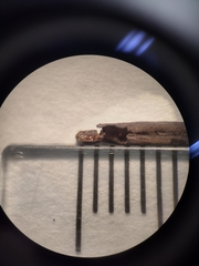 Acylomus pugetanus