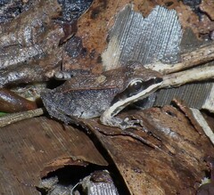 Leptodactylus mystaceus