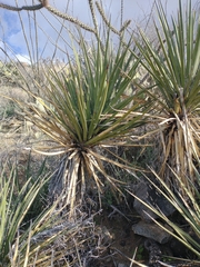 Yucca baccata brevifolia