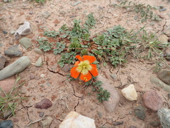 Hypseocharis pimpinellifolia