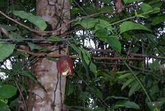 Passiflora cerasina