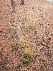 Poa annua
