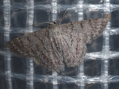 Crypsiphona ocultaria