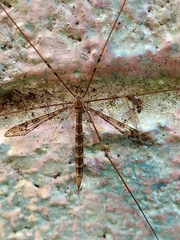 Austrolimnophila argus
