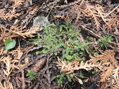 Selaginella eclipes