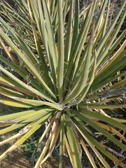 Yucca baccata brevifolia
