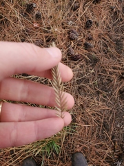 Poa annua