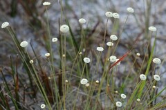Syngonanthus flavidulus
