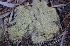 Sphagnum strictum