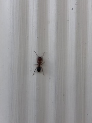 Camponotus decipiens