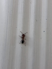 Camponotus decipiens