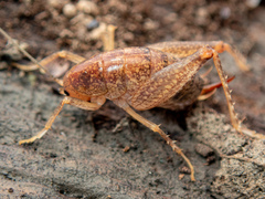 Pristoceuthophilus pacificus